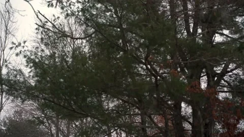 Snow Falling Through Trees Stock-Footage 147886261