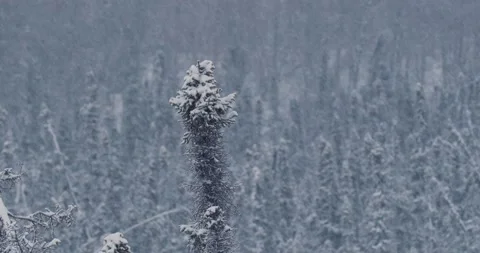 Snow Falling Through the Trees Stock Footage 218046287