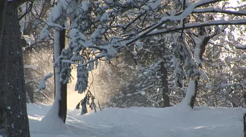 Snow Falling Through Trees Loop Stock Footage 44781310