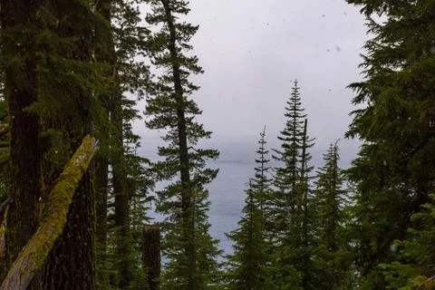 Snow falling through the trees on a stormy day by Crater Lake Stock Photos