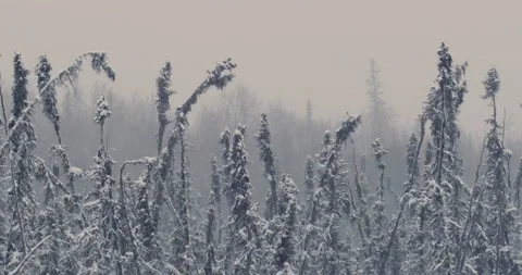 Snow Falling through The Winter Trees Stock Footage 218049294
