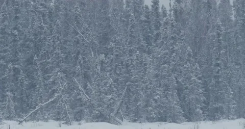 Snow Falling Throught the Trees Stock Footage 214528255