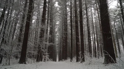 Snow falling on trail between symmetrical tall pine trees as camera pans up to Stock-Footage 61005361