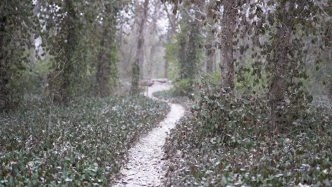 Snow falling on a trail in the wood Stock Footage 146653501