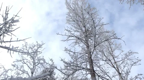 Snow Is Falling From A Tree Beautiful Winter Nature Video stock 47693039