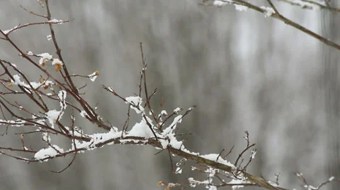 Snow falling tree branch Stock Footage 35239352