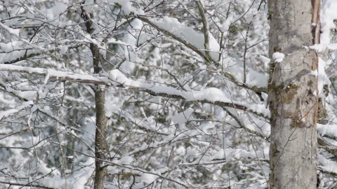 Snow falling from tree branch slow motion Stock Footage 104826044