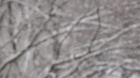 Snow falling, tree branches in the background. Selective focus on snow. MVI 4536 库存影片 147023388