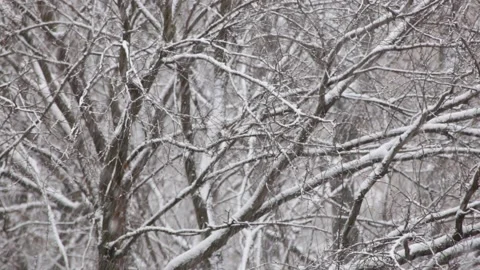 Snow falling, tree branches in the background. Selective focus on trees. 4538 Stock Footage 147023391