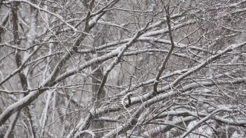 Snow falling, tree branches in the background. Selective focus on trees. 4537 库存影片 147023511