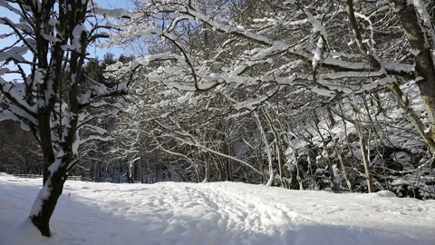 Snow Falling From Tree Branches Due to Sun Warming, Teesdale, County Durham, UK Stock Footage 148573397