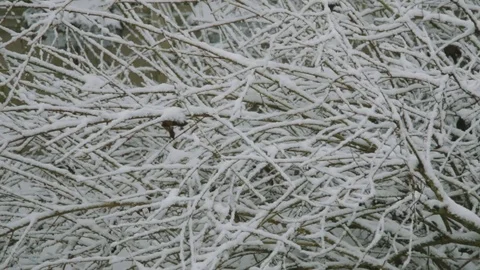 Snow Falling with Tree Branches Stock Footage 71128481