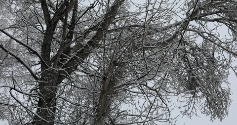 Snow Falling On Tree Branches Stock Footage 123902494