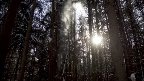 Snow falling from tree branches Stock Footage 149895953