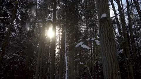 Snow falling from tree branches Stock Footage 149896173