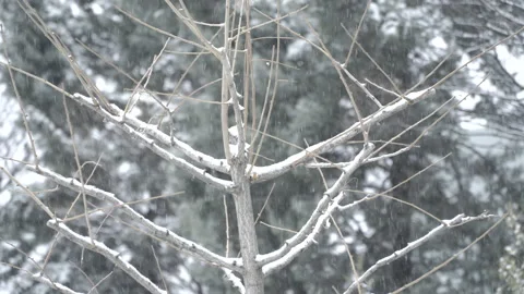 Snow falling on tree branches Stock Footage 166689864