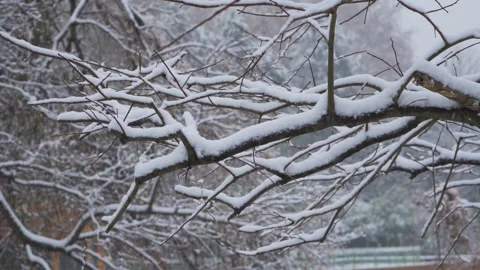 Snow falling on tree branches in a peaceful winter forest landscape Stock Footage 342329413
