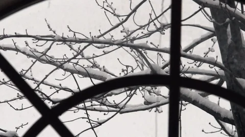 Snow falling on tree branches, in slow motion Stock Footage 89444673