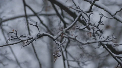 Snow falling on tree branches. Winter view. Snowy weather. Stock Footage 100888178