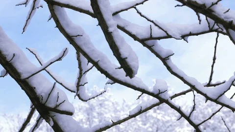 Snow falling on tree branches without leaves with wind Stock Footage 90381962