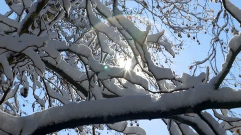 Snow falling on tree branches without leaves Stock Footage 90382555