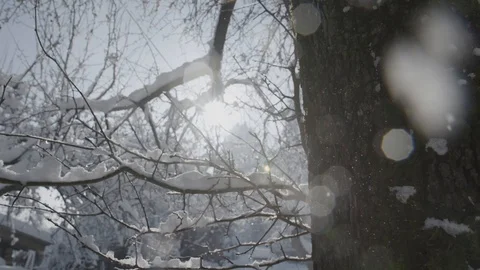 Snow is falling from a tree 스톡 동영상 92306082