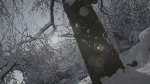 Snow falling from a tree 動画素材 92306573