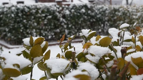 Snow Falling on Tree Stock Footage 98837247