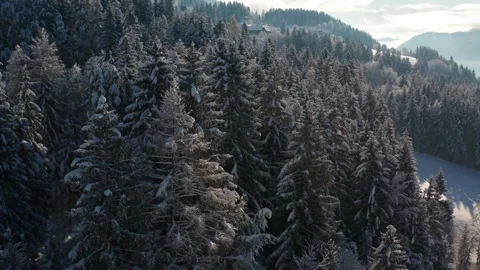 Snow falling of tree 스톡 동영상 168883863