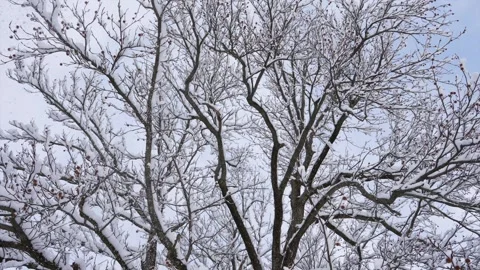 Snow falling from Tree Stock Footage 295239444
