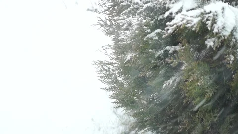 Snow is falling on the tree. heavy blizzard. flying snowflakes. winter season Stock Footage 134725179