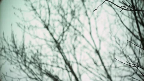 Snow Falling on Tree Limb Stock Footage 147779826