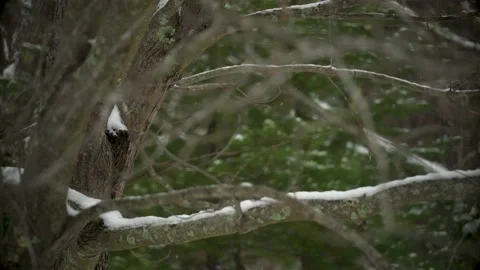 Snow Falling on Tree Limb Stock Footage 147886263