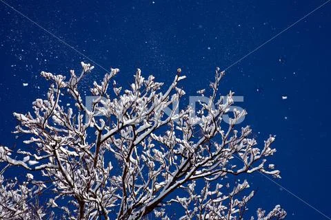 Snow Falling From Tree