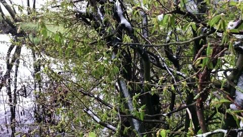 Snow falling on tree at pond lake in spring winter green leaf snowing Stock Footage 178485988