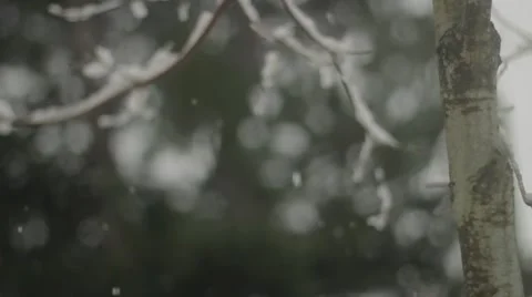 Snow falling with a tree in the right side of frame Stock Footage 59110592