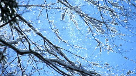 Snow falling from tree in slow motion Stock Footage 34532709