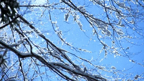 Snow falling from tree in slow motion Stock Footage 74095285