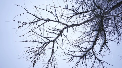 Snow falling on a tree - slow motion cinematic shot Video stock 104900416
