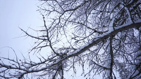 Snow falling on a tree - slow motion Stock Footage 104900422