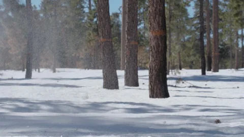 Snow Falling off Tree in Slow Motion 4k Stock Footage 122525436