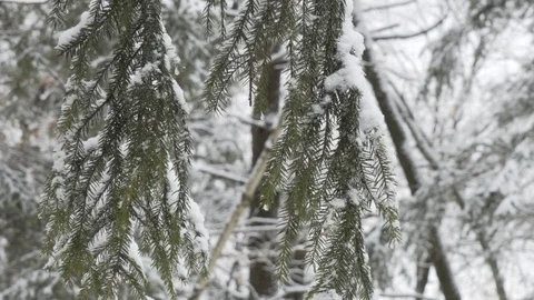 Snow falling off tree slowmotion 100FPS Video stock 85538269