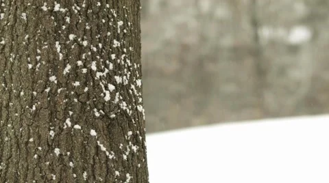 Snow Falling Tree Trunk Close Stock Footage 46227617