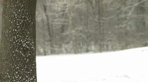 Snow Falling Tree Trunk Stock Footage 46227607