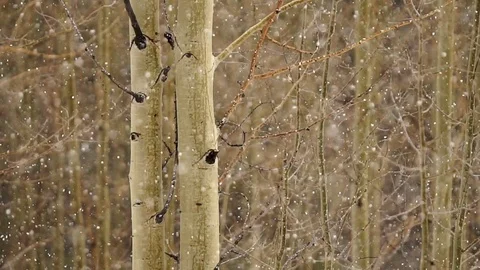 Snow falling on tree trunks in forest Stock Footage