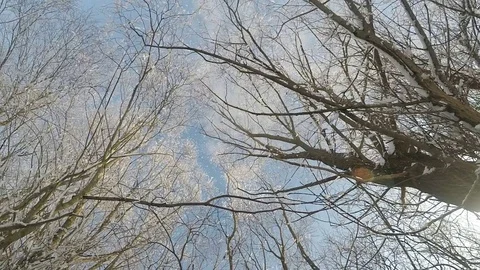 Snow falling from tree in winter slow motion Stock Footage 73059966