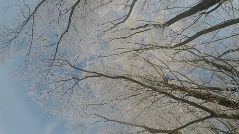 Snow falling from tree in winter slow motion Stock Footage 73060346