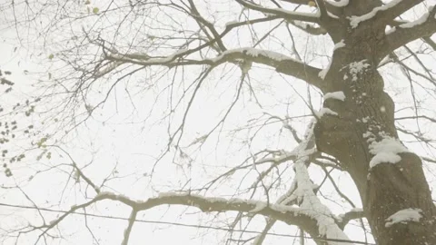 Snow Falling From Tree In Winter - tilt up shot Vídeos de archivo 166816815