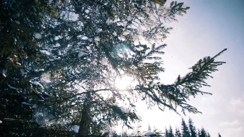 Snow Falling From Tree in the Woods Video stock 87086347