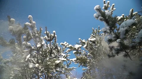 Snow falling from trees above in slow motion Video stock 231559005